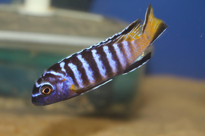 Chindongo sp. 'elongatus masimbwe' Masimbwe Island